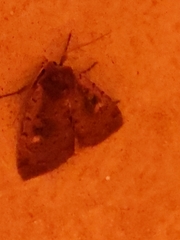 Condicini