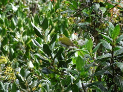 Zosterops ceylonensis