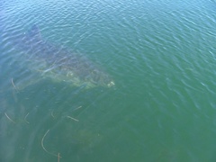 Carcharodon carcharias