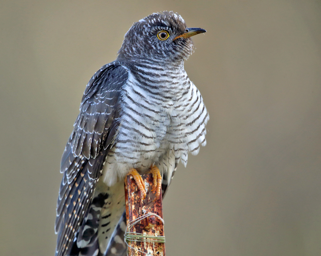 Typical Cuckoos, Malkohas, and allies