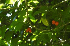Harpullia cupanioides