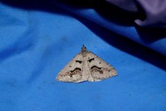 Dichromodes atrosignata