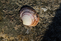 Semele rubropicta