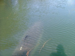 Carcharodon carcharias