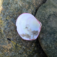 Semele rubropicta