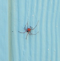 Dimidamus dimidiatus