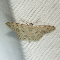 Scopula plantagenaria