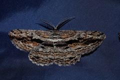 Scioglyptis chionomera