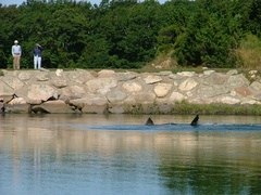 Carcharodon carcharias