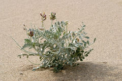 Astragalus lentiginosus micans