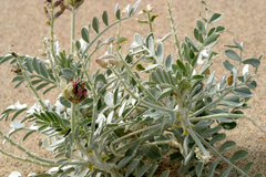 Astragalus lentiginosus micans