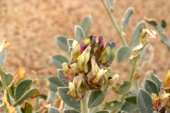Astragalus lentiginosus micans