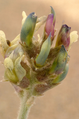 Astragalus lentiginosus micans
