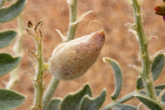 Astragalus lentiginosus micans