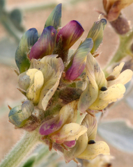 Astragalus lentiginosus micans