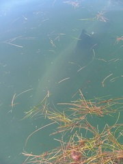 Carcharodon carcharias