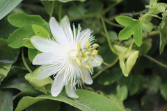 Passiflora eichleriana