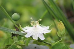 Passiflora eichleriana