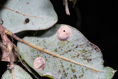 Paracraspis guadaloupensis