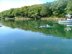 Carcharodon carcharias