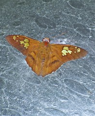 Nascus phocus