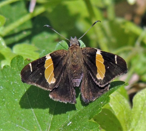 Fajada de Matorral