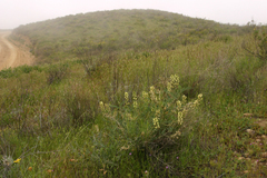 Astragalus lentiginosus nigricalycis