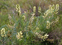 Astragalus lentiginosus nigricalycis