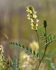 Astragalus lentiginosus nigricalycis