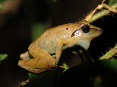 Pristimantis reichlei