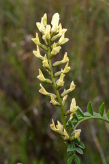 Astragalus lentiginosus nigricalycis