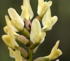 Astragalus lentiginosus nigricalycis