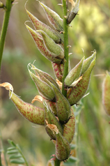Astragalus lentiginosus nigricalycis