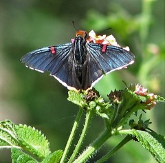 Phocides polybius phanias