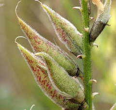 Astragalus lentiginosus nigricalycis