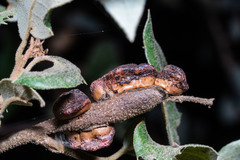 Disholandricus chrysolepidis