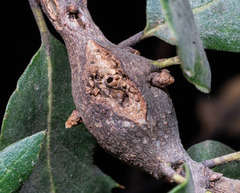 Dryocosmus asymmetricus