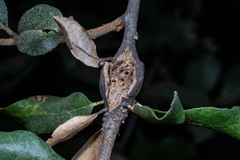 Dryocosmus asymmetricus