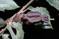 Disholandricus chrysolepidis