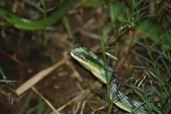 Ahaetulla mycterizans