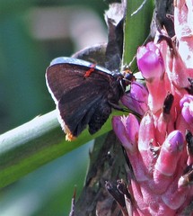 Phocides polybius phanias