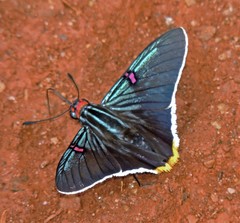 Phocides polybius phanias