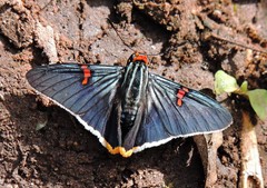 Phocides polybius phanias