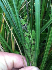 Carex lessoniana