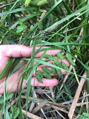 Carex lessoniana