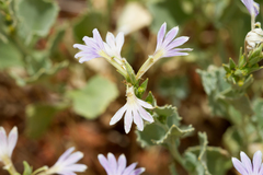 Scaevola parvibarbata