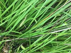 Carex subdola