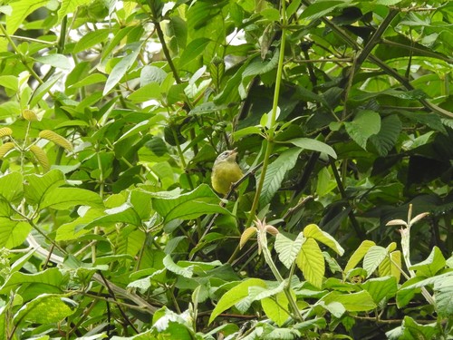 Three-banded Warbler (Basileuterus trifasciatus), photo 2