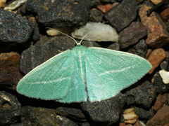 Chlorocoma stereota