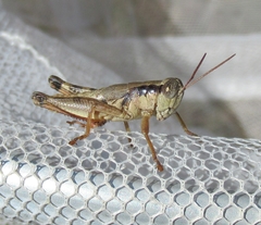 Melanoplus texensis